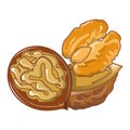 Walnuts icon, cartoon style