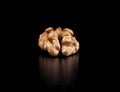 Walnuts isolated on black background Royalty Free Stock Photo