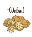 Walnuts isolated on white background. Royalty Free Stock Photo