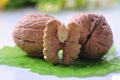 Walnuts--a kind of popular nuts in the world