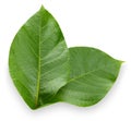 Walnuts leaf on white