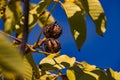 Walnuts and leaves on the tree with open shell against blue sky in autumn