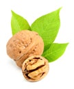 Walnuts with leaves. Royalty Free Stock Photo