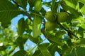 Walnuts ripe on the tree, shot close-up Royalty Free Stock Photo