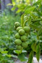 Walnuts ripen on a branch in the garden