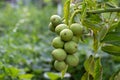 Walnuts ripen on a branch in the garden