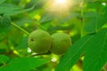 Walnuts ripen, on branch of tree with green leaves close-up with rays of bright sun. Concept of growing Royalty Free Stock Photo