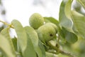 Walnuts ripen in the sun