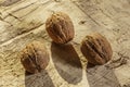 Walnuts on a rustic old wooden table. Three walnuts on a wooden table. Side view. Royalty Free Stock Photo