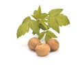 Walnuts in shell and green leaves on white background Royalty Free Stock Photo