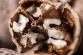 Walnuts in shell, walnut hock, cracked walnuts, close-up. Royalty Free Stock Photo
