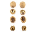 Walnuts shells and kernels are laid out in rows on a white background