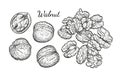 Walnuts sketch set.