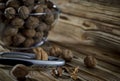 Walnuts are on the table next to a bowl of Nuts Royalty Free Stock Photo