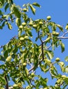 Walnuts on a tree against a blue sky Royalty Free Stock Photo