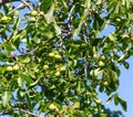 Walnuts on a tree against a blue sky Royalty Free Stock Photo