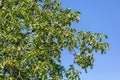 Walnuts on a tree against a blue sky Royalty Free Stock Photo