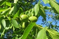 Walnuts tree on blue sky background, closeup Royalty Free Stock Photo