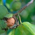 Walnuts on the tree in a closeup Royalty Free Stock Photo