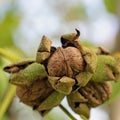 Walnuts on the tree in a closeup Royalty Free Stock Photo