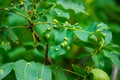 Walnuts on a tree. Disease pest on walnut leaves. Eriophyes tristriatus Nal or Nutty gall mite.