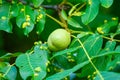 Walnuts on a tree. Disease pest on walnut leaves. Eriophyes tristriatus Nal or Nutty gall mite. Royalty Free Stock Photo