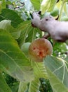 Fresh figs Royalty Free Stock Photo