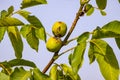 Walnuts on the tree with leaves against the sky