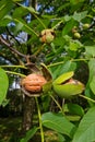 Walnuts in tree Royalty Free Stock Photo