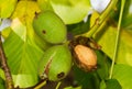 Walnuts in tree Royalty Free Stock Photo