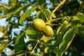 Walnuts on a tree at sunset Royalty Free Stock Photo