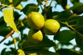 Walnuts on a tree at sunset Royalty Free Stock Photo