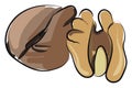 Walnuts, vector or color illustration