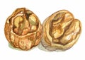 Walnuts in a water color