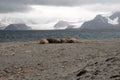 Walruses at Svalbard Coast