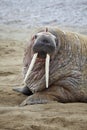 Walrus