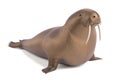 Walrus animal