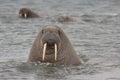 Walrus in the Arctic Ocean