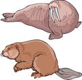 Walrus and beaver