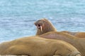 Walrus Bellowing on the Shore in the Arctic