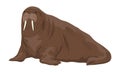 Walrus with big tusks. Realistic arctic animal