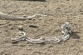 Walrus bones on the beach Royalty Free Stock Photo
