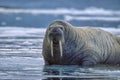 Walrus bull in Canadian HHigh Arctic Royalty Free Stock Photo