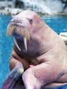 Walrus Close up