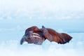 Walrus on cold ice with snow. Walrus, Odobenus rosmarus, stick out from blue water on white ice with snow, Svalbard, Norway. Winte