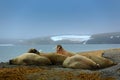 Walrus colony, Odobenus rosmarus, stick out from blue water on pebble beach, blurred foggy mountain with snow in background