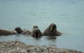 Group of big walruses on the beach. Svalbard, Norway.
