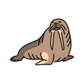 Walrus color line illustration. Marine mammals. Royalty Free Stock Photo