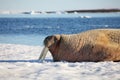 Walrus cow on ice floe