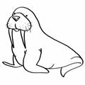 Walrus drawing